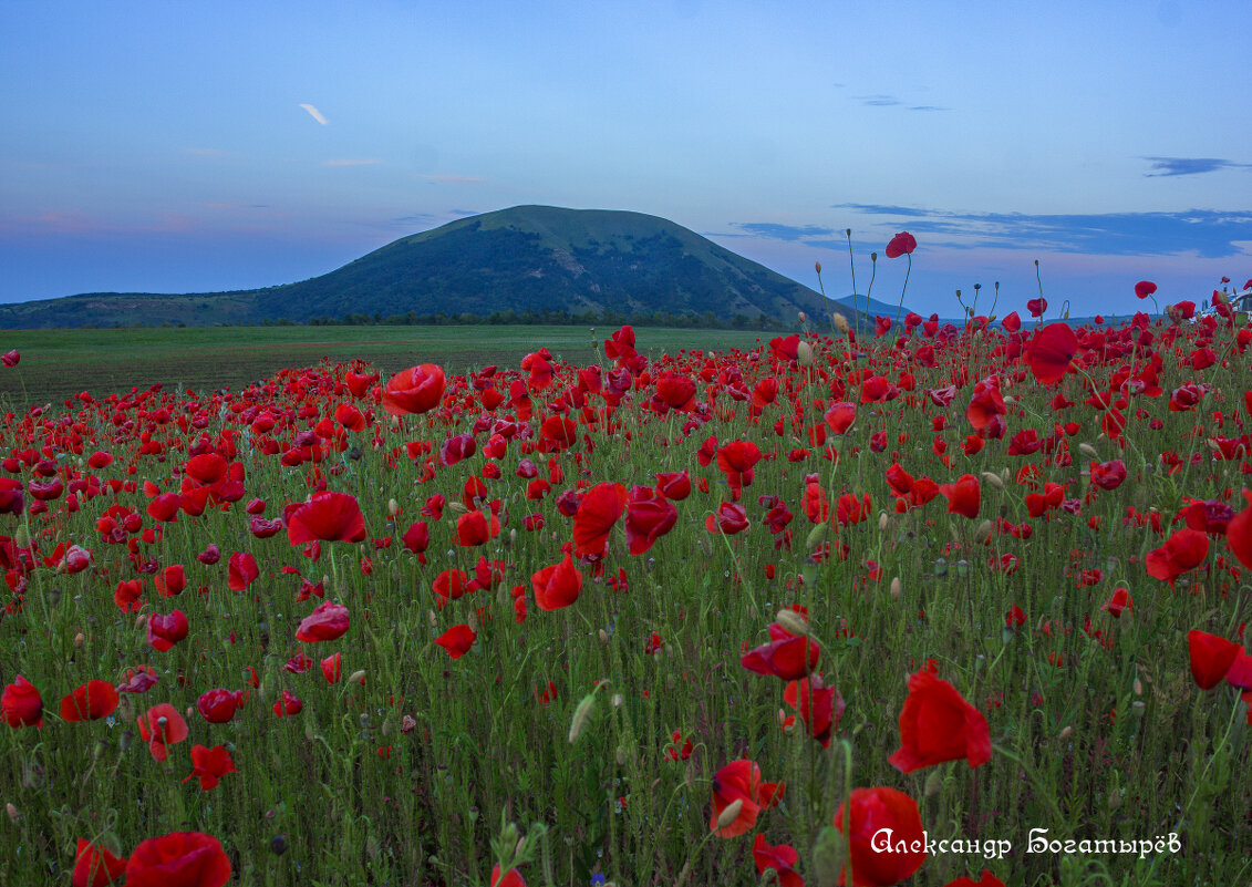 маки Ставрополья - Александр Богатырёв