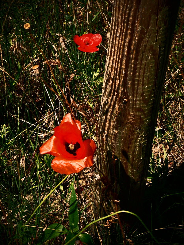 Летние этюды 49 - Алексей Кузнецов