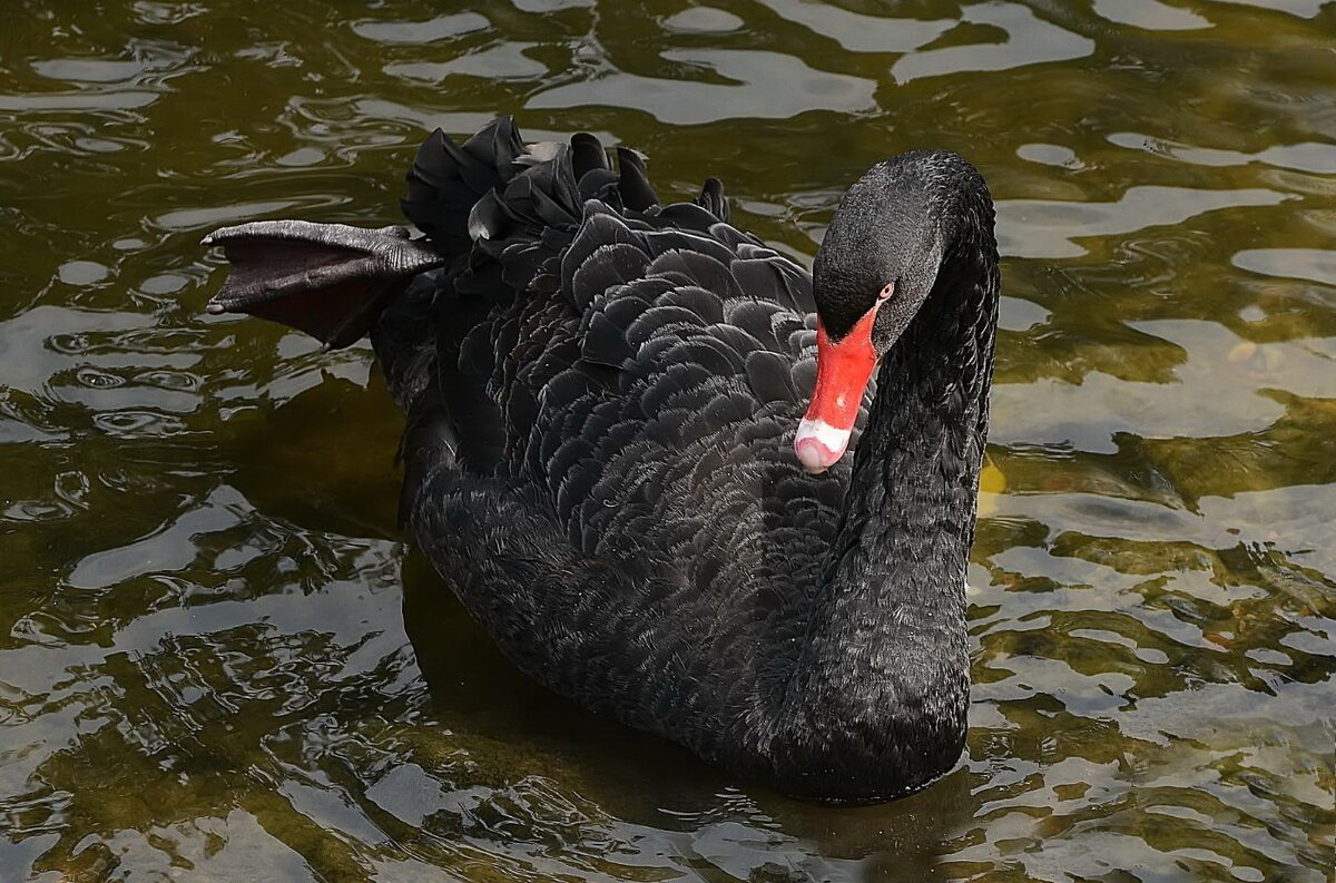 Чёрный лебедь. - Sergey (Apg)