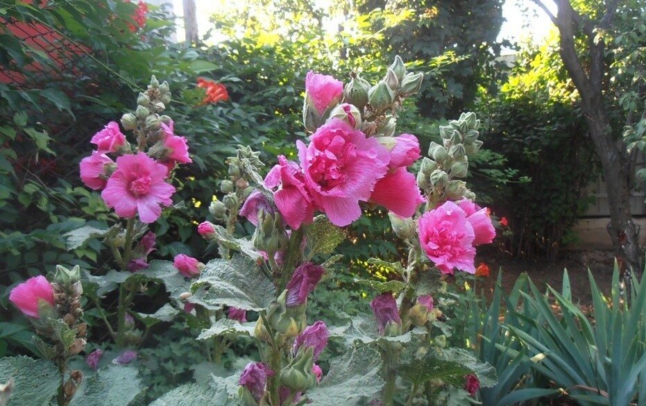 Мальвы - Наталья 