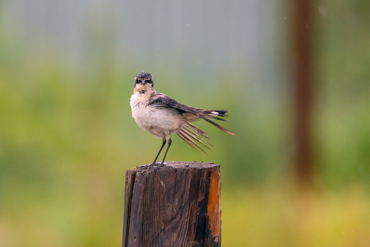 после дождя - Виталий Емельянов