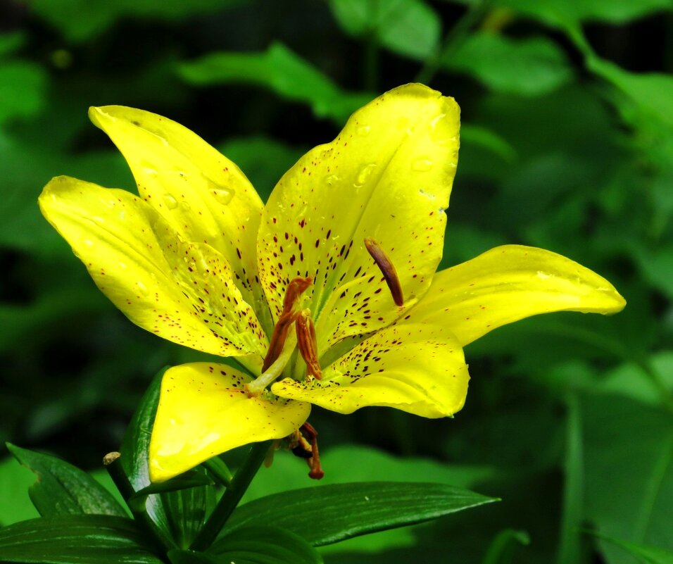 Жёлтая лилия - Андрей Снегерёв