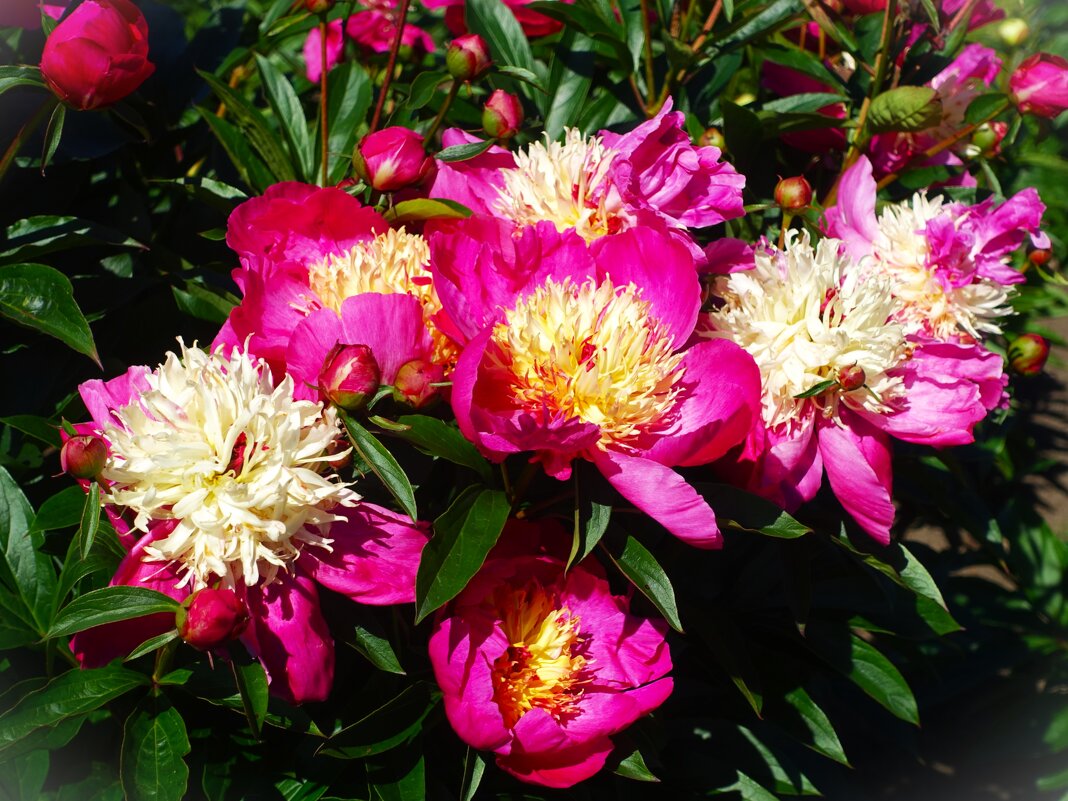 К июлю зацвели пионы.. - Aida10 