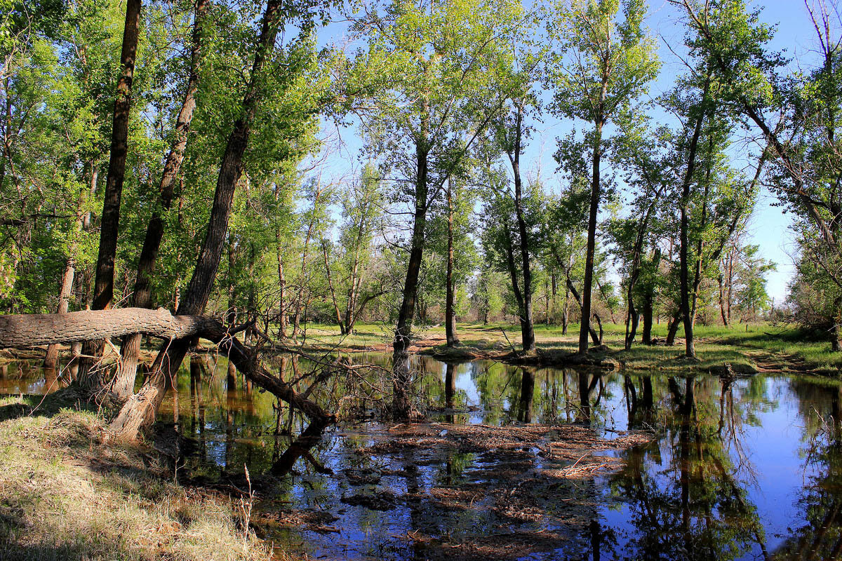 Волго - Ахтубинская пойма - Олегъ Петрович