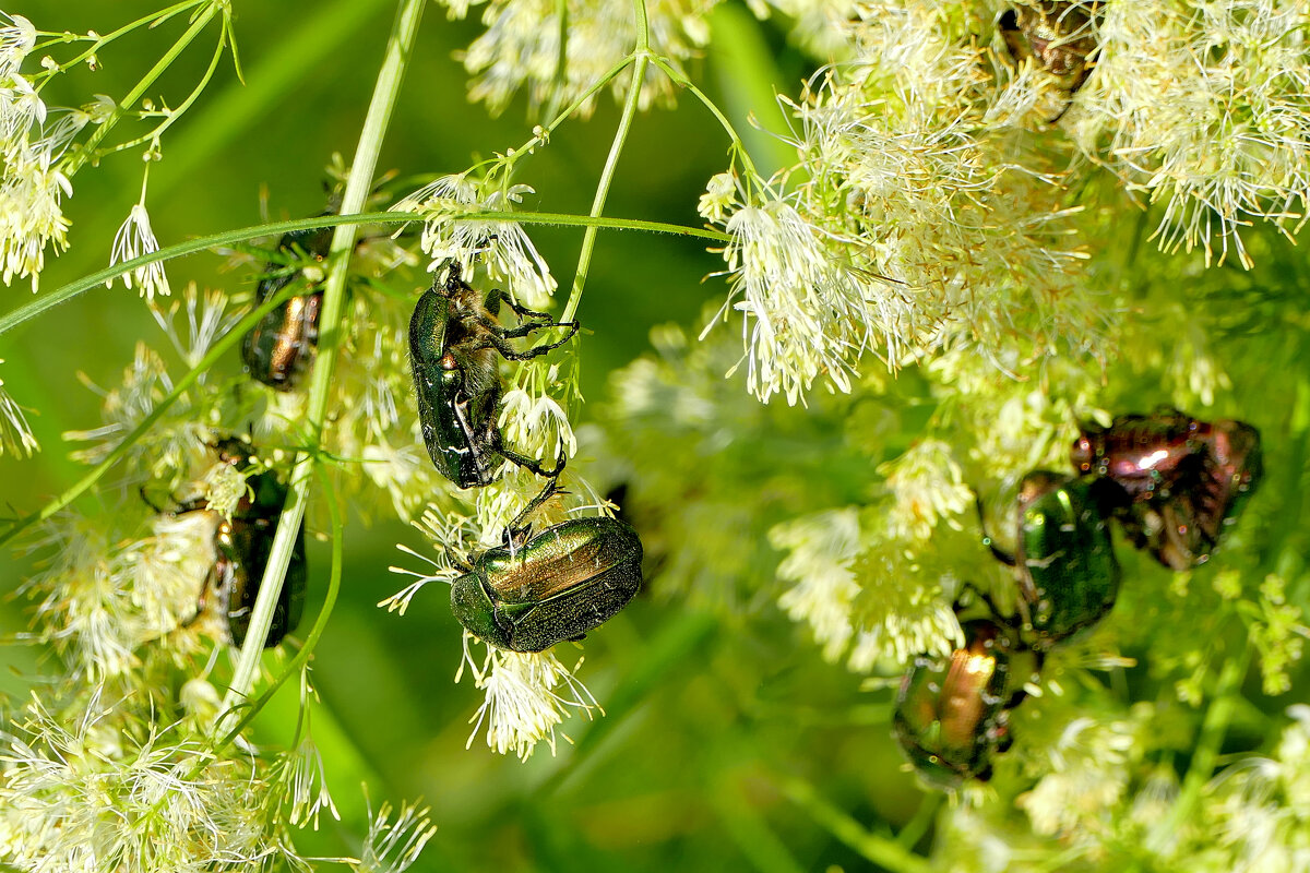 в последний день июня 6 - Александр Прокудин