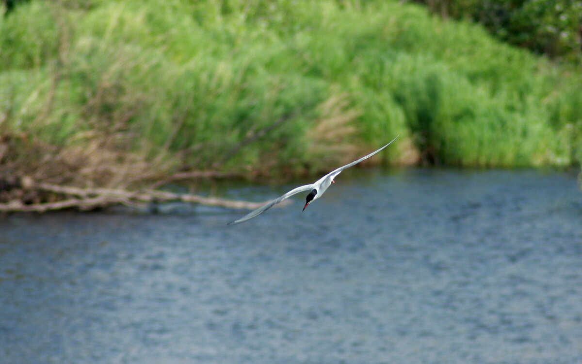 Момент охоты... - Нэля Лысенко