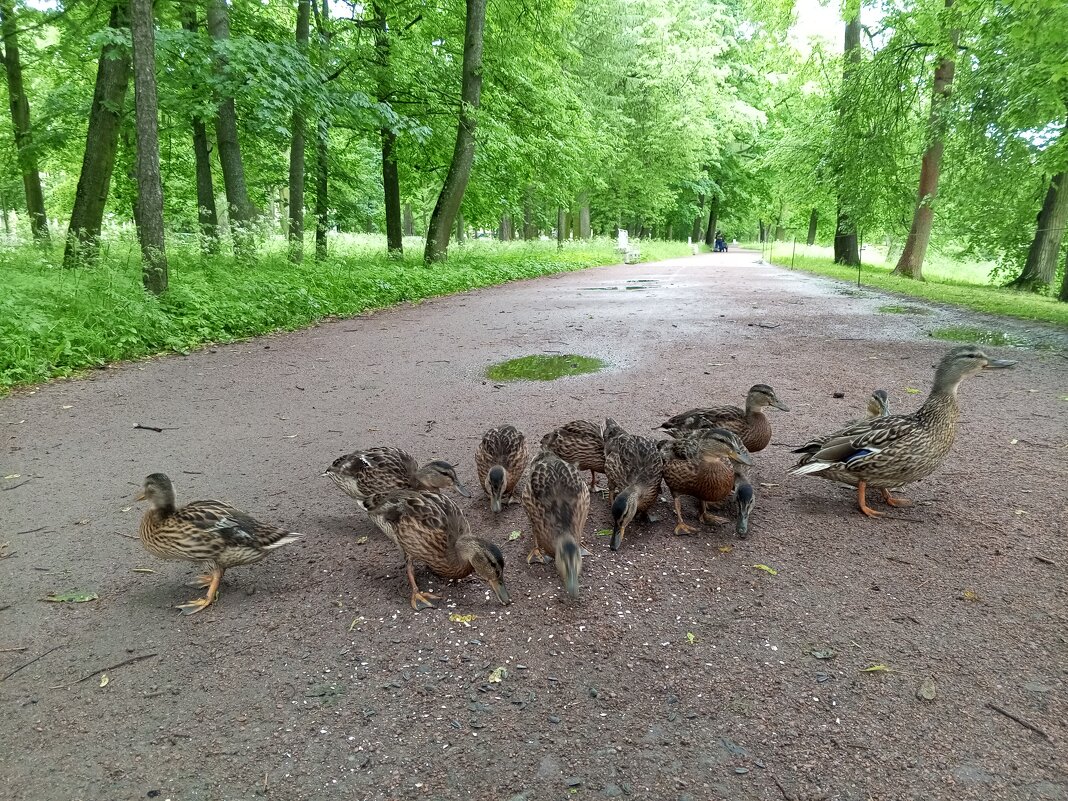 Утята - Сапсан 