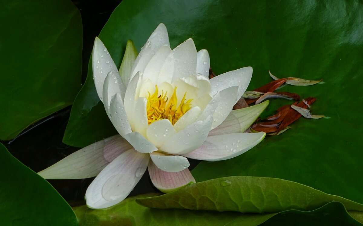 Водяная лилия. - Милешкин Владимир Алексеевич 