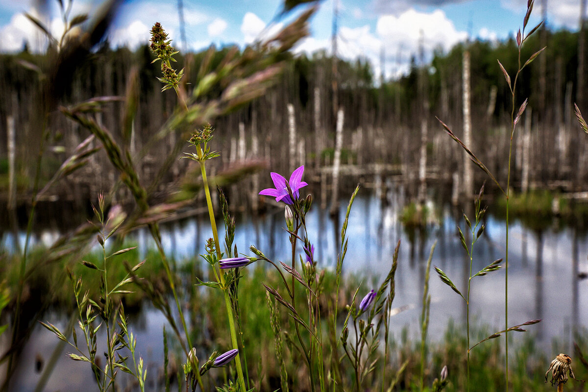Болото тоже может быть красивым ;-) - Алексей Пышненко Болото тоже может быть красивым ;-) - Алексей Пышненко
