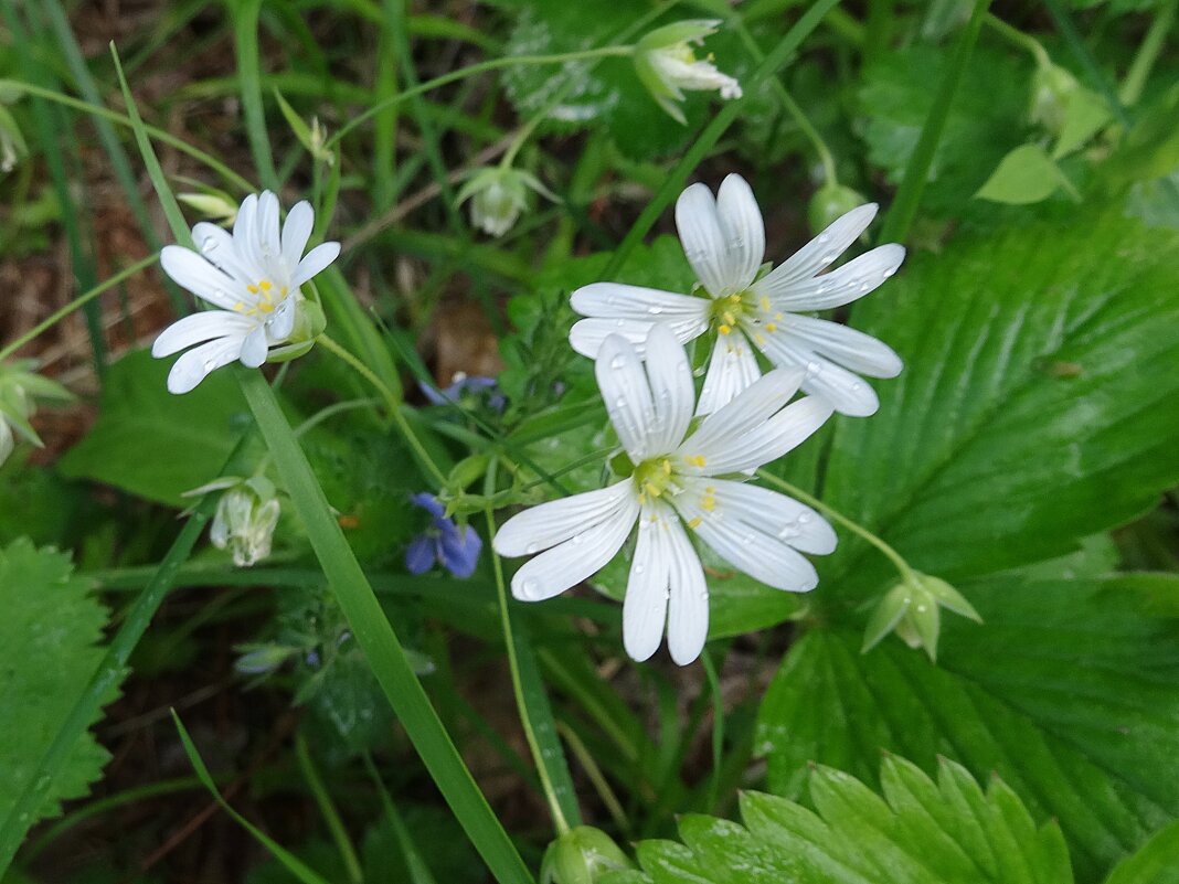 Звездчатка дубравная - Лидия Бусурина