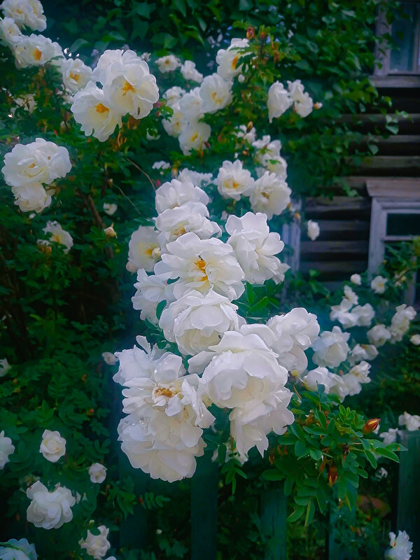 белые Розы - Сергей Кочнев