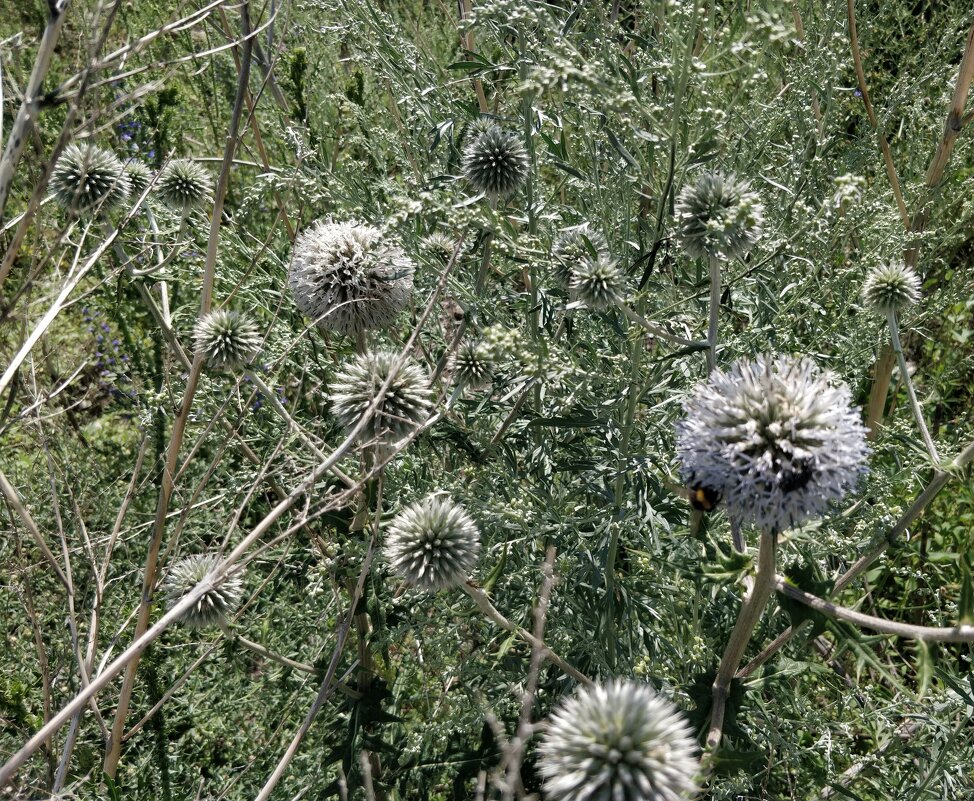 Колючий шар - Андрей Хлопонин