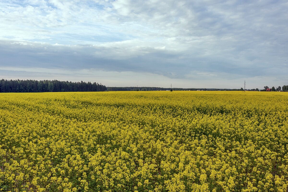 На рапсовом поле - Валерий Иванович