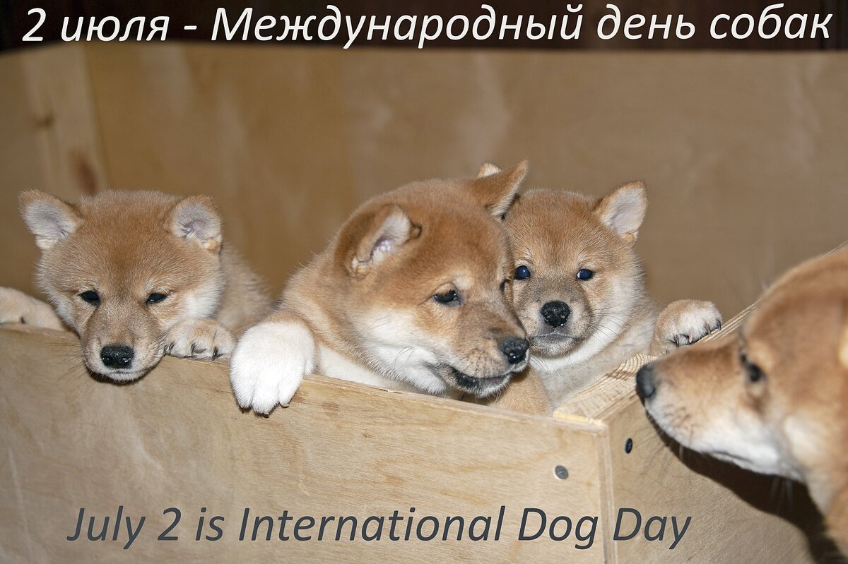 С праздником, собачки! - Валерий Иванович