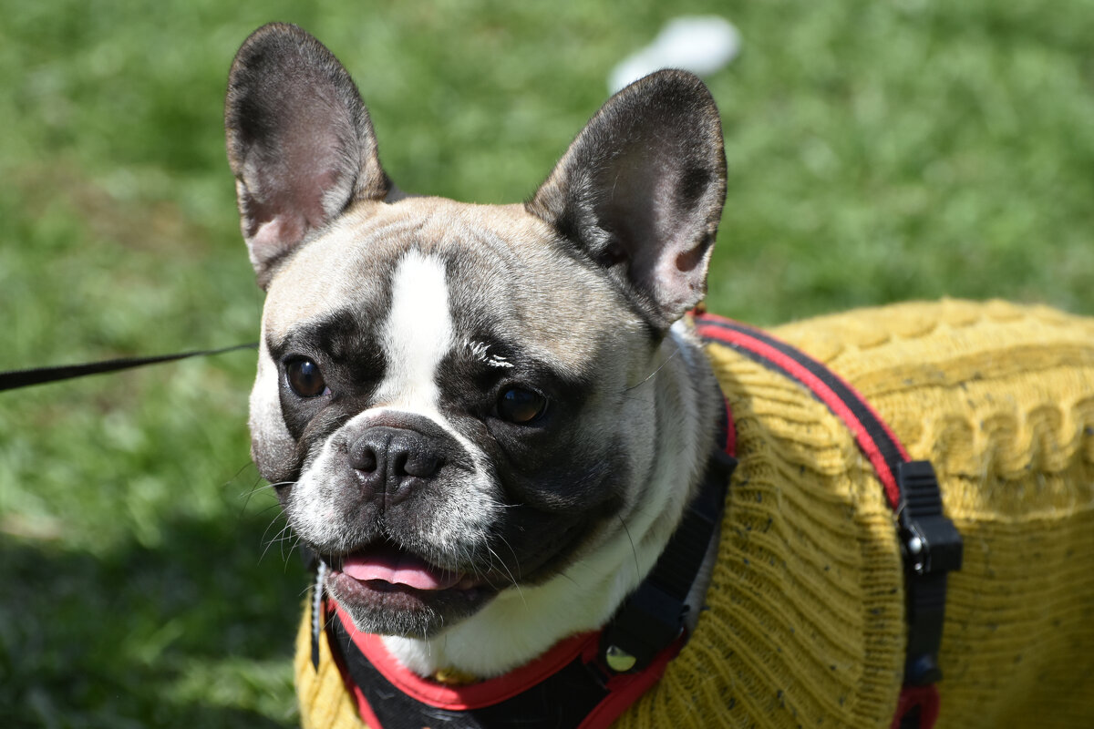 Москва. Парад французских бульдогов в усадьбе «Воронцово». - Наташа ***** Москва. Парад французских бульдогов в усадьбе «Воронцово». - Наташа *****