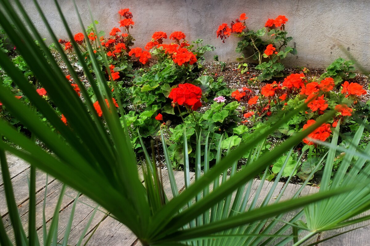 Герань — бабушкин цветок. - Татьяна Помогалова Герань — бабушкин цветок. - Татьяна Помогалова