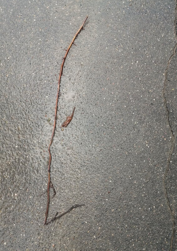 УТОНЧЁННОСТЬ - Юрий Вовк УТОНЧЁННОСТЬ - Юрий Вовк