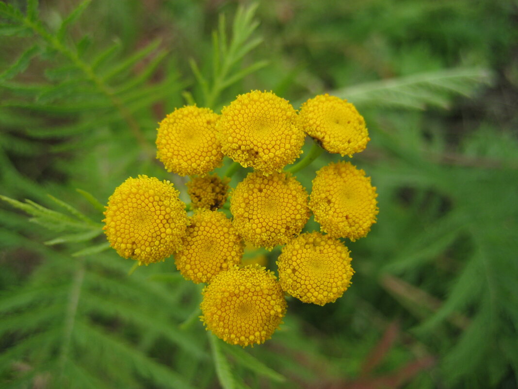 Пижма - Anna Ivanova