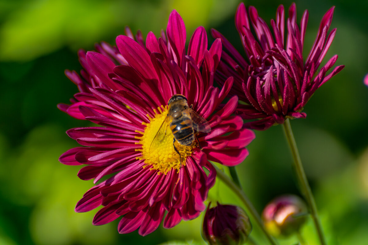 Хризантема - Игорь Сикорский Хризантема - Игорь Сикорский