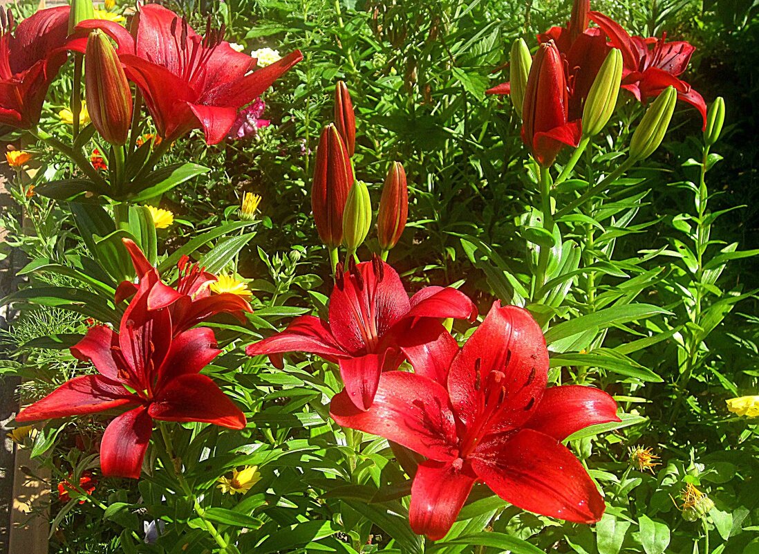 Лилии расцветают - Елена Семигина