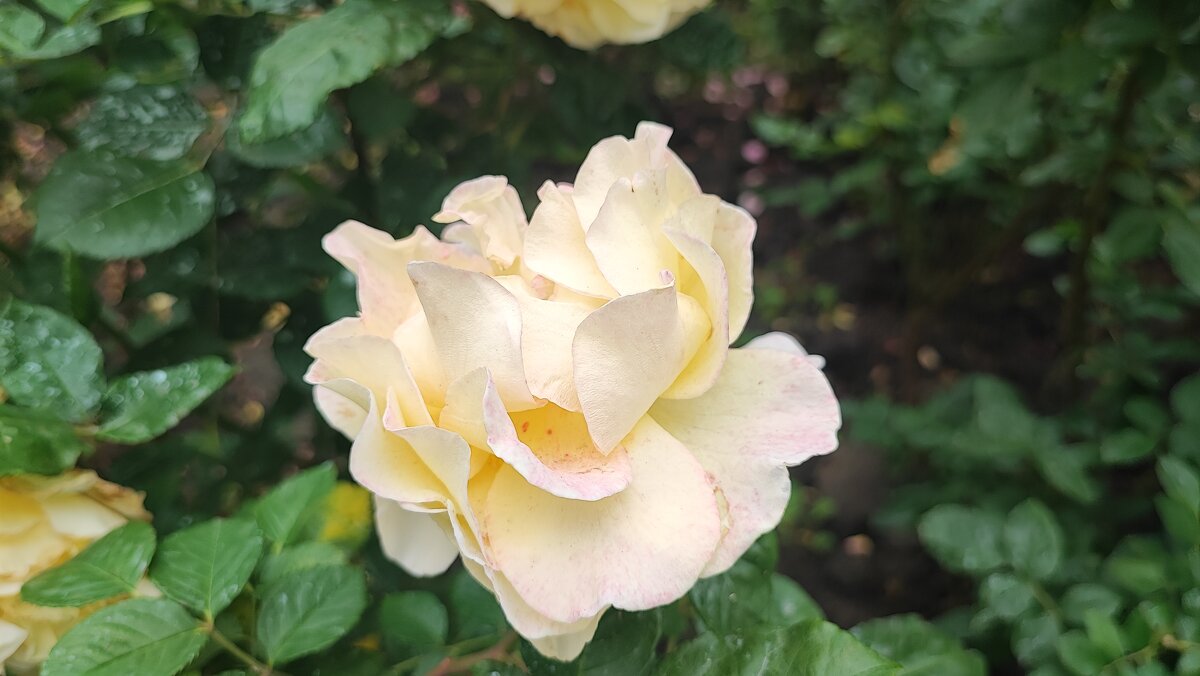 ,,, - Сергей Тимоновский