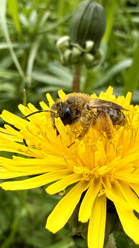 Весенняя пчела в одуванчике - mvictoriya 
