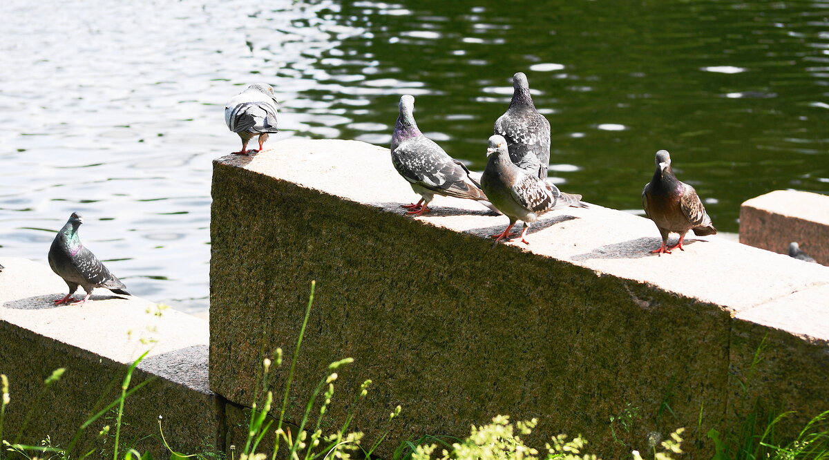 ПОСИДЕЛКИ - Виктор Никитенко
