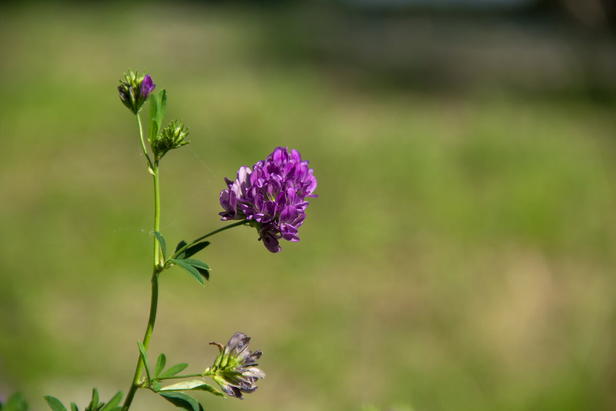 *** - Oksana Verkhoglyad