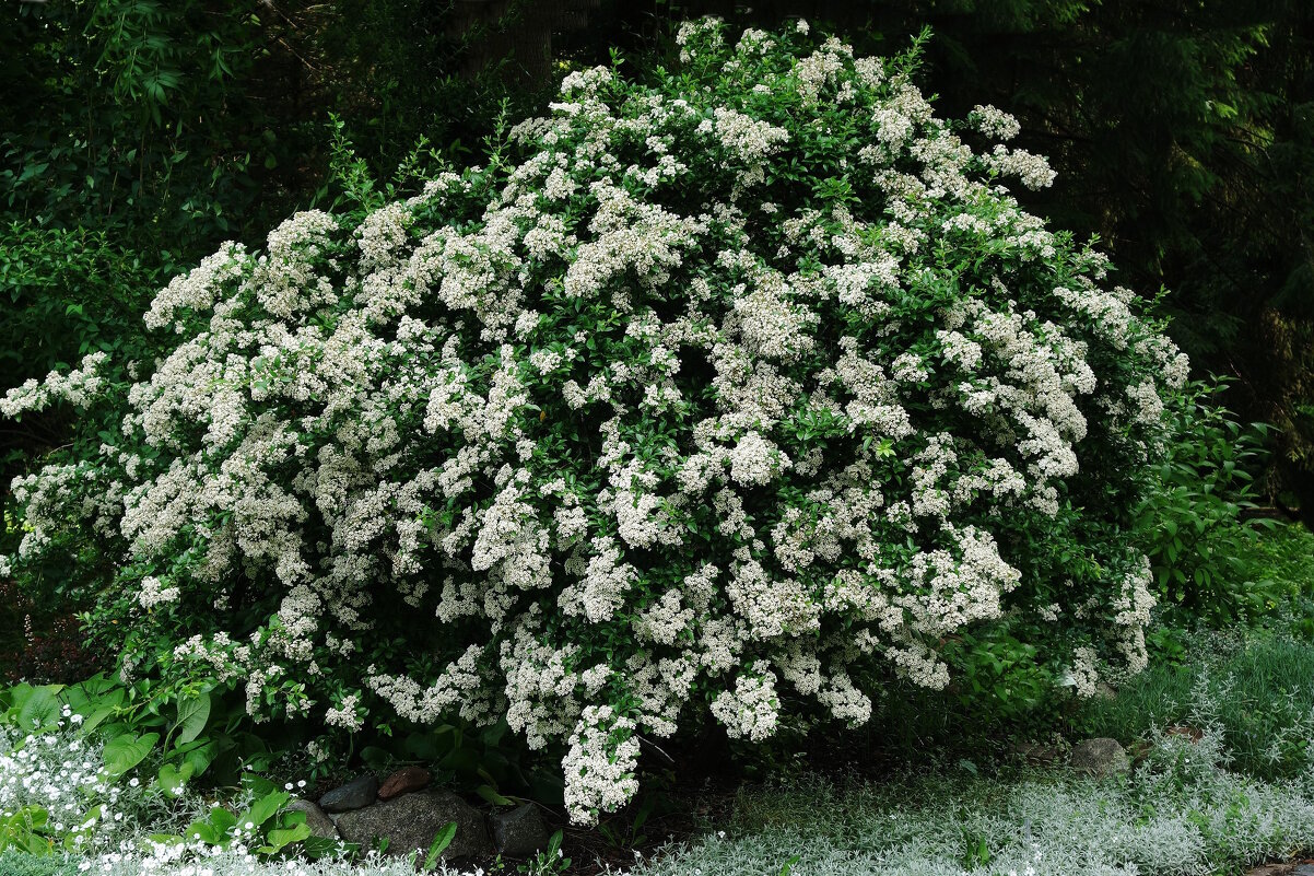 Пираканта - Рита Симонова