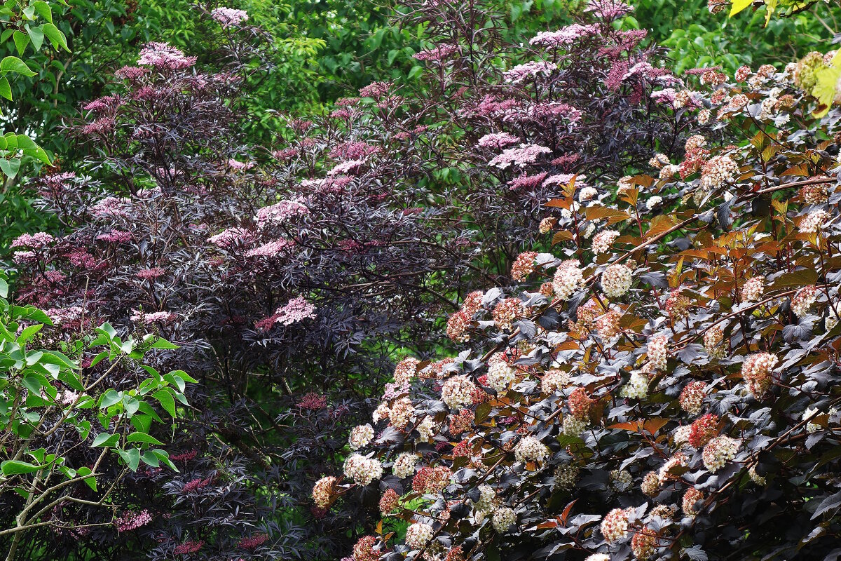 Бузина и Пузыреплодник - Рита Симонова