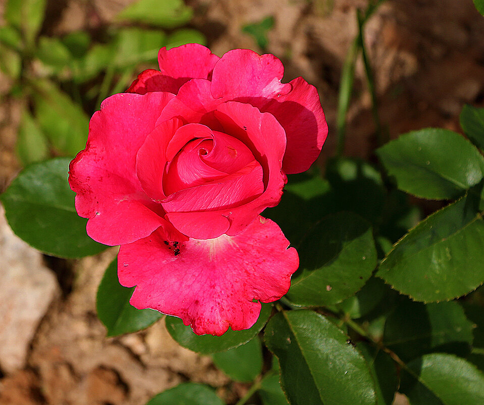 *** - Светлана 