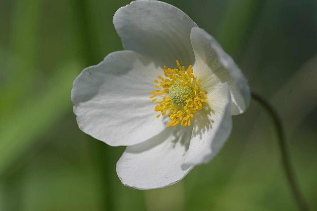 Ветреница - Дмитрий Шемонаев