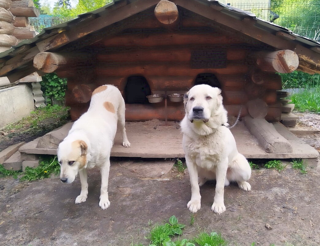 Алабаи ждут угощения... - Ольга Довженко