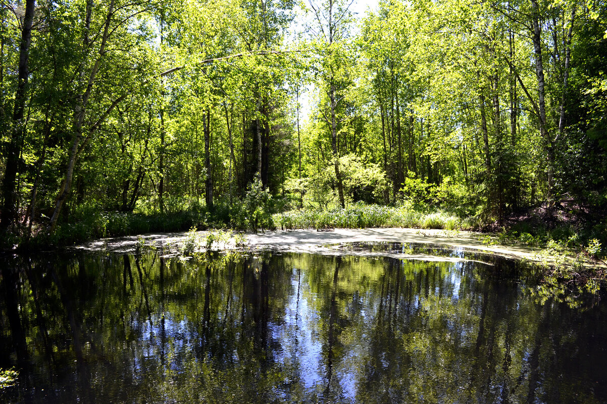 лесное озеро - Ольга лесное озеро - Ольга