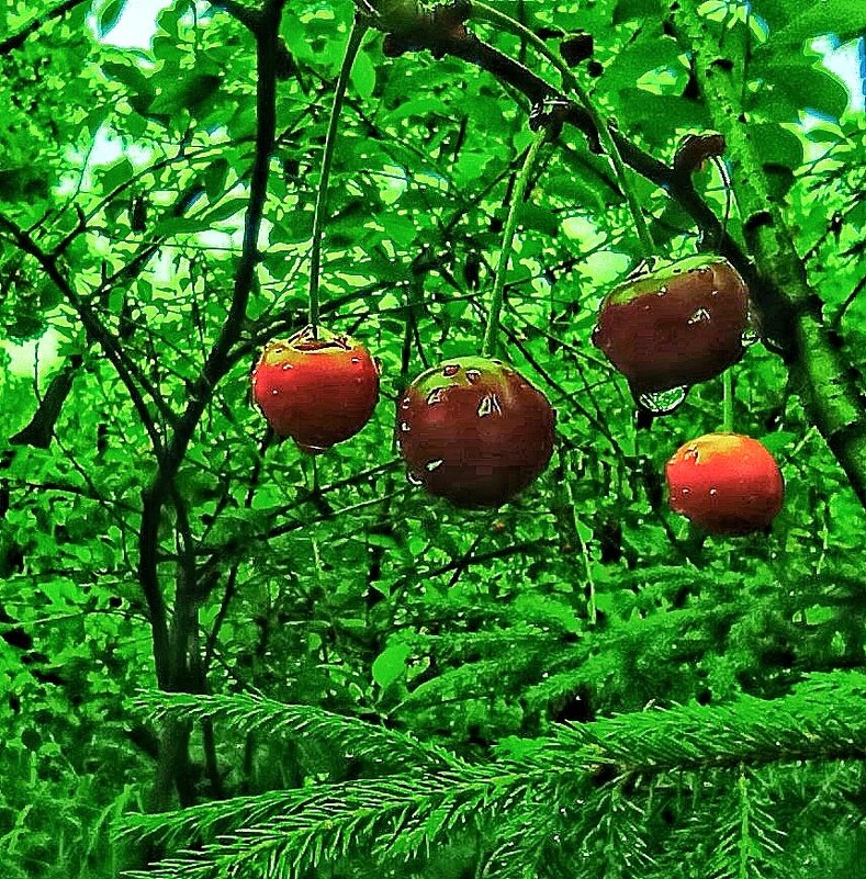 Пережили заморозки, переживут и ливни! - veilins veilins Пережили заморозки, переживут и ливни! - veilins veilins