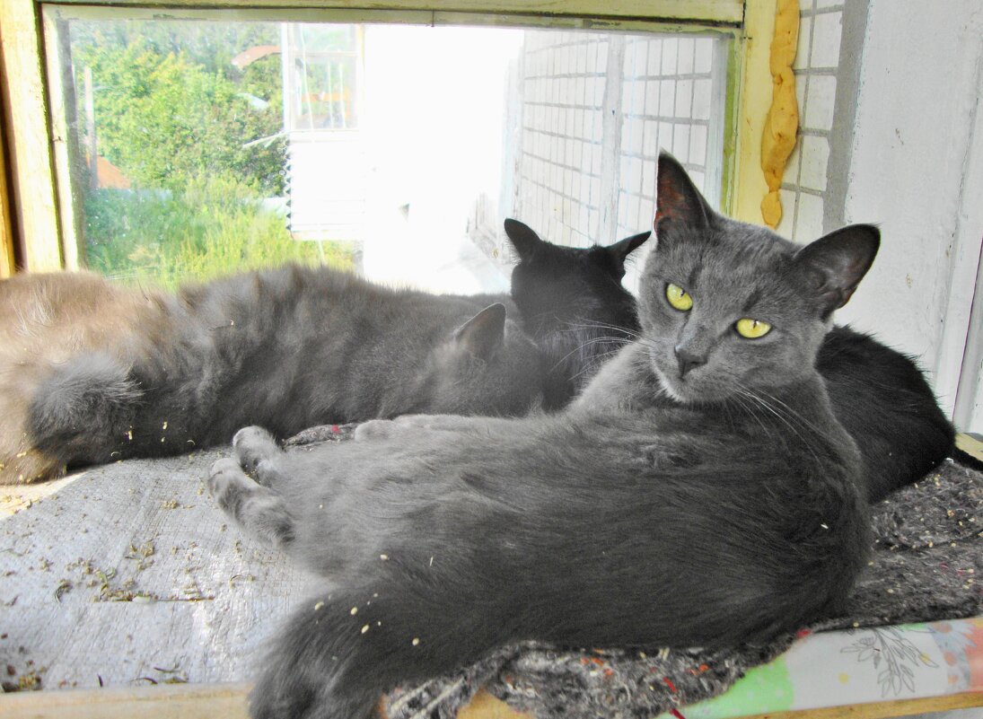 посыпанные полынью...) - Галина Флора