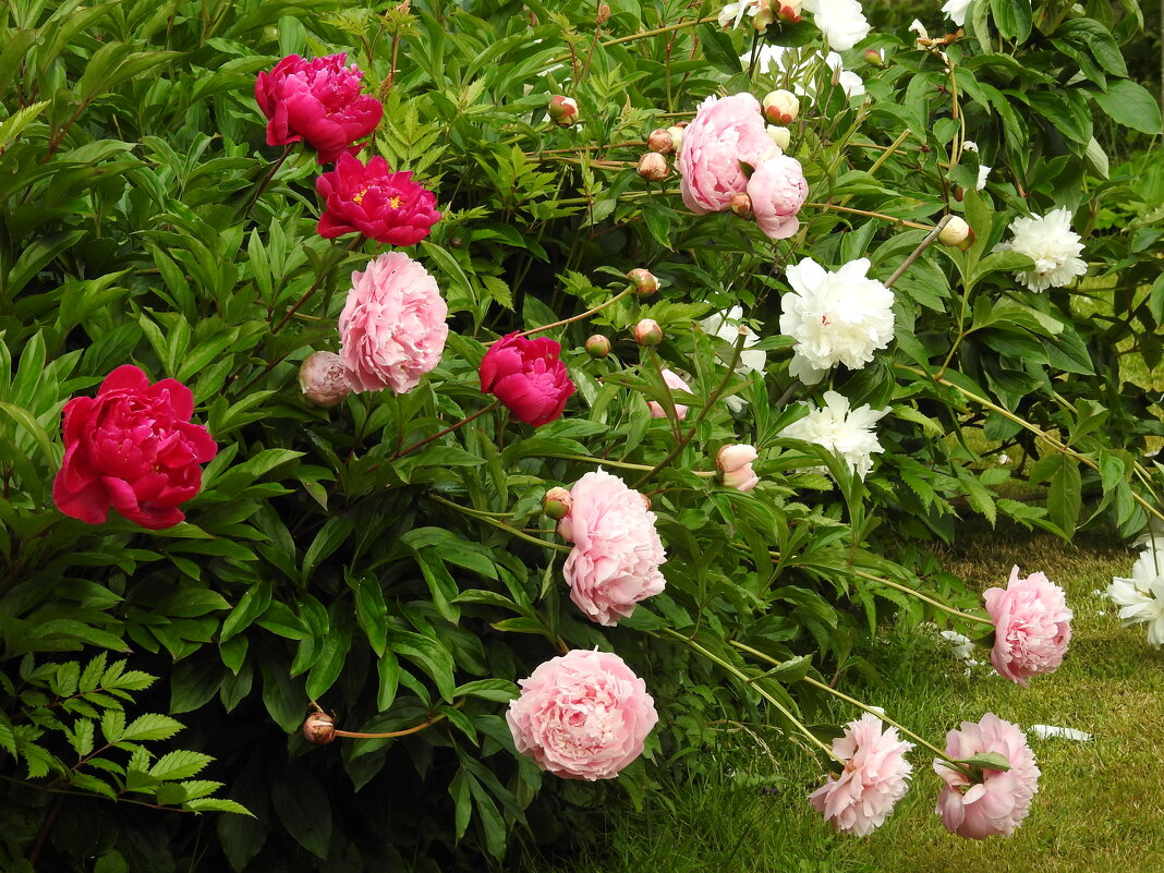 пионы - ИННА ПОРОХОВА