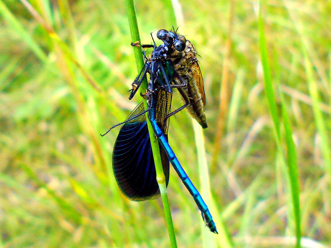Ктырь и красотка - Константин Штарк