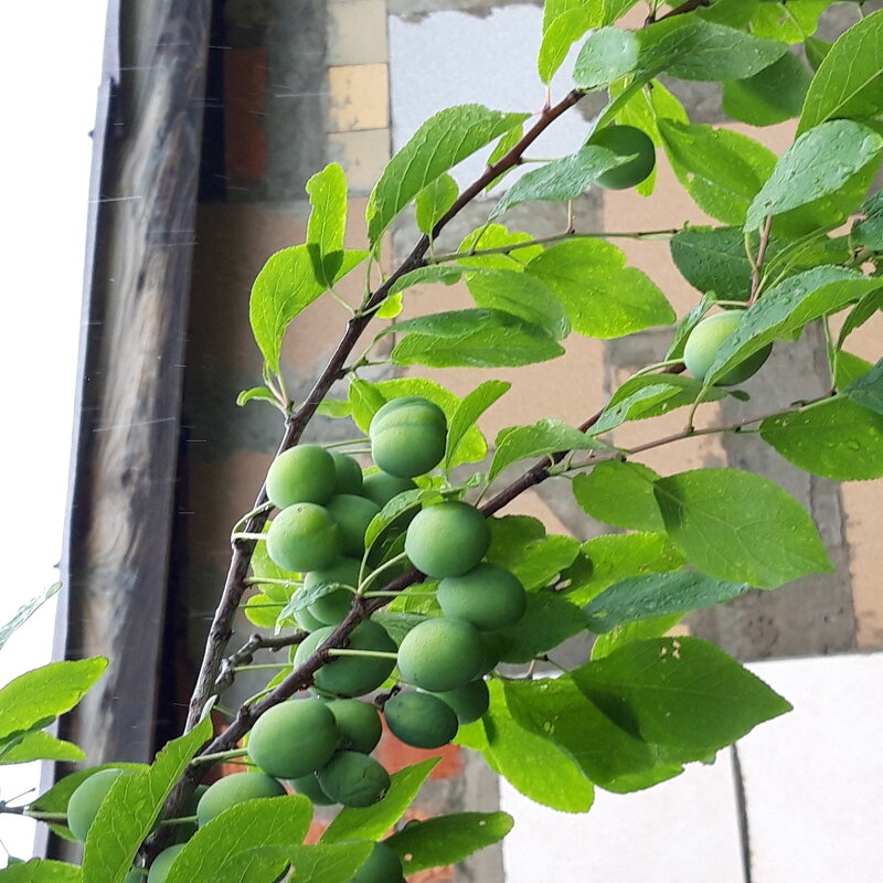 Щедрый июль. - Венера Чуйкова Щедрый июль. - Венера Чуйкова