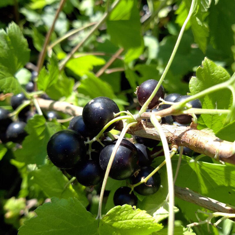 Во саду ли , в огороде. - Венера Чуйкова