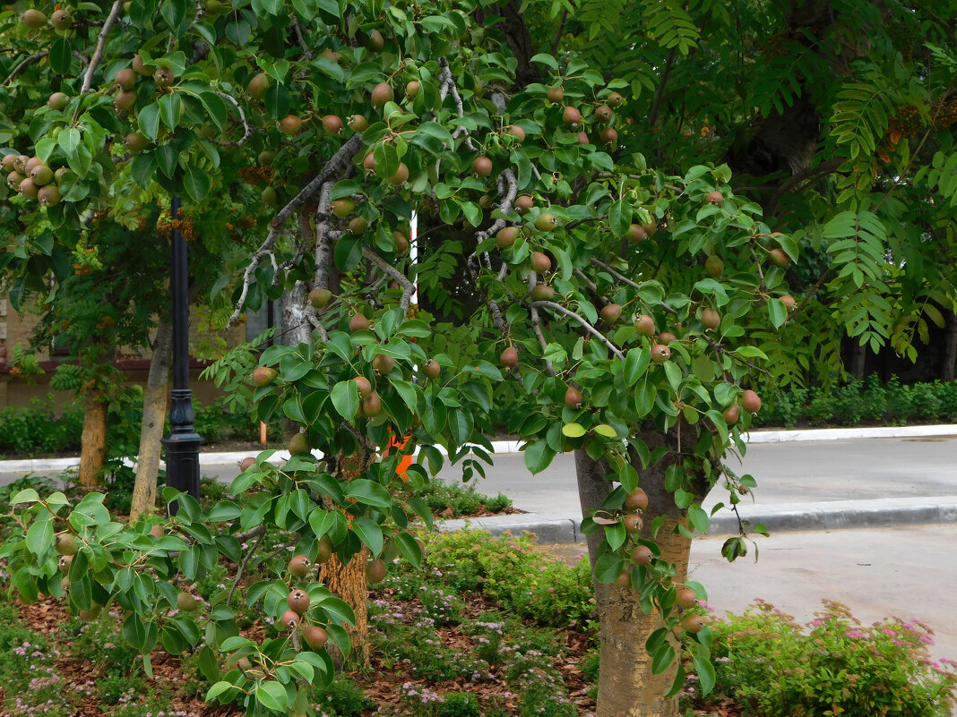 Богатый урожай груши, привитой на рябине - Наиля Богатый урожай груши, привитой на рябине - Наиля