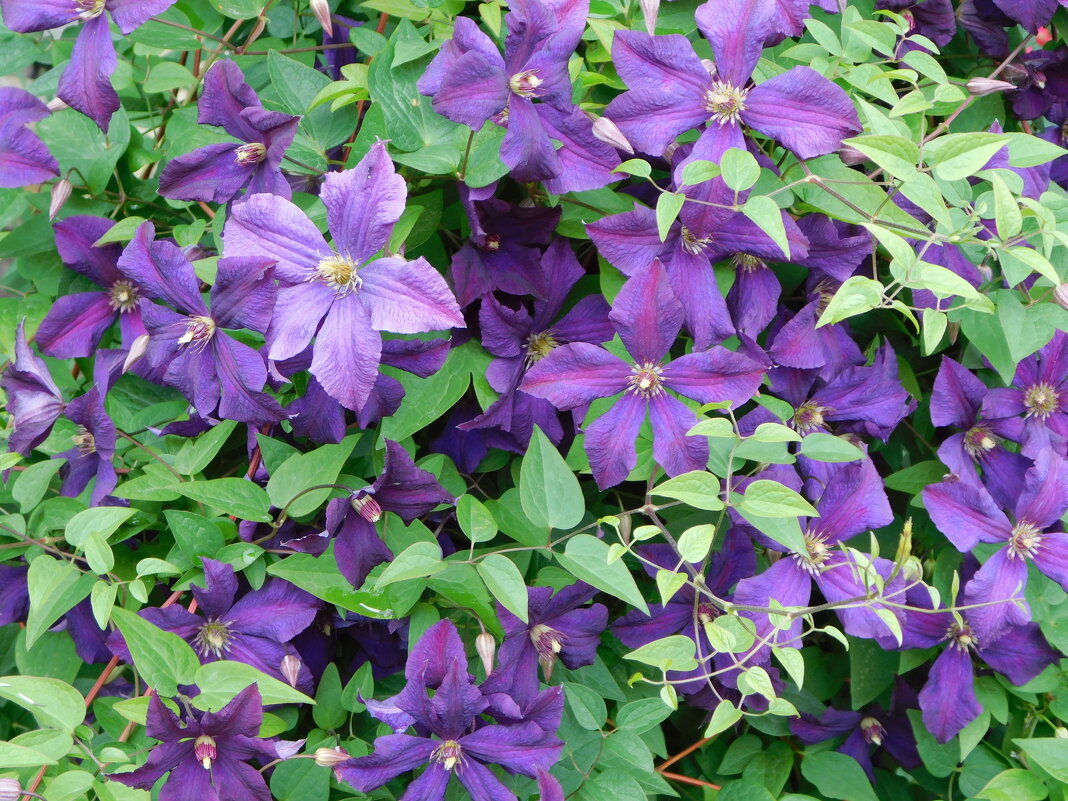 Фиолетовый клематис - Наиля 