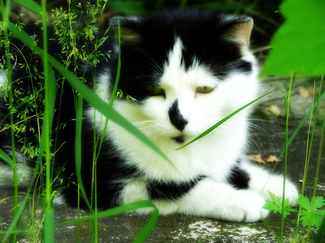 Мурз - Павел Трунцев