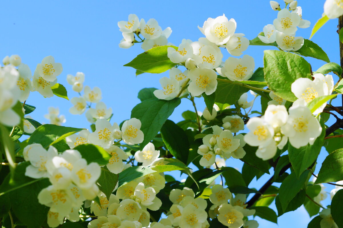 Нежный жасмин - Сергей Ц