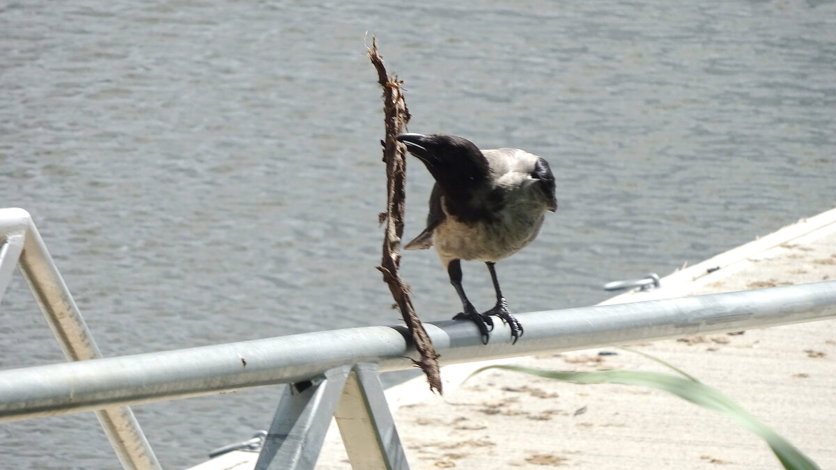 Неотдам! - rimgis 