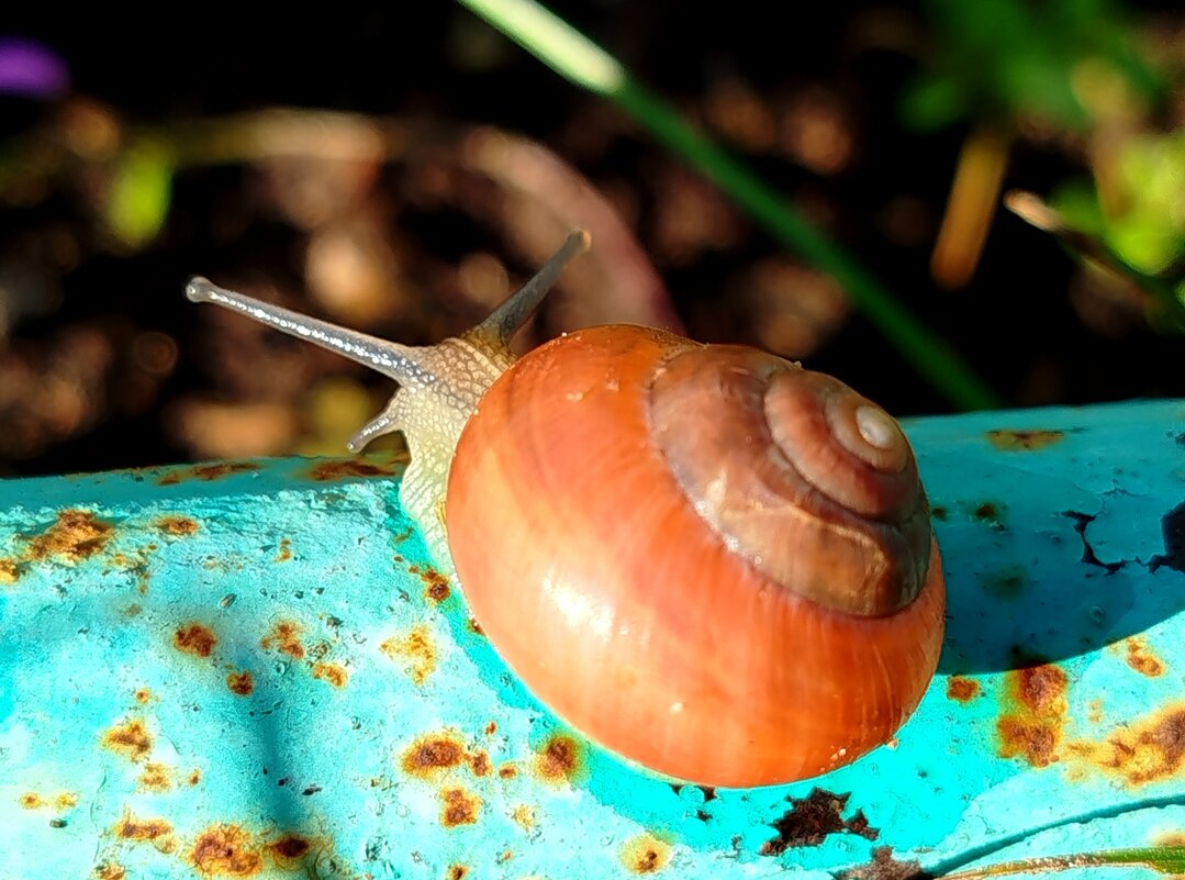 Рогатая - светлана льдокова