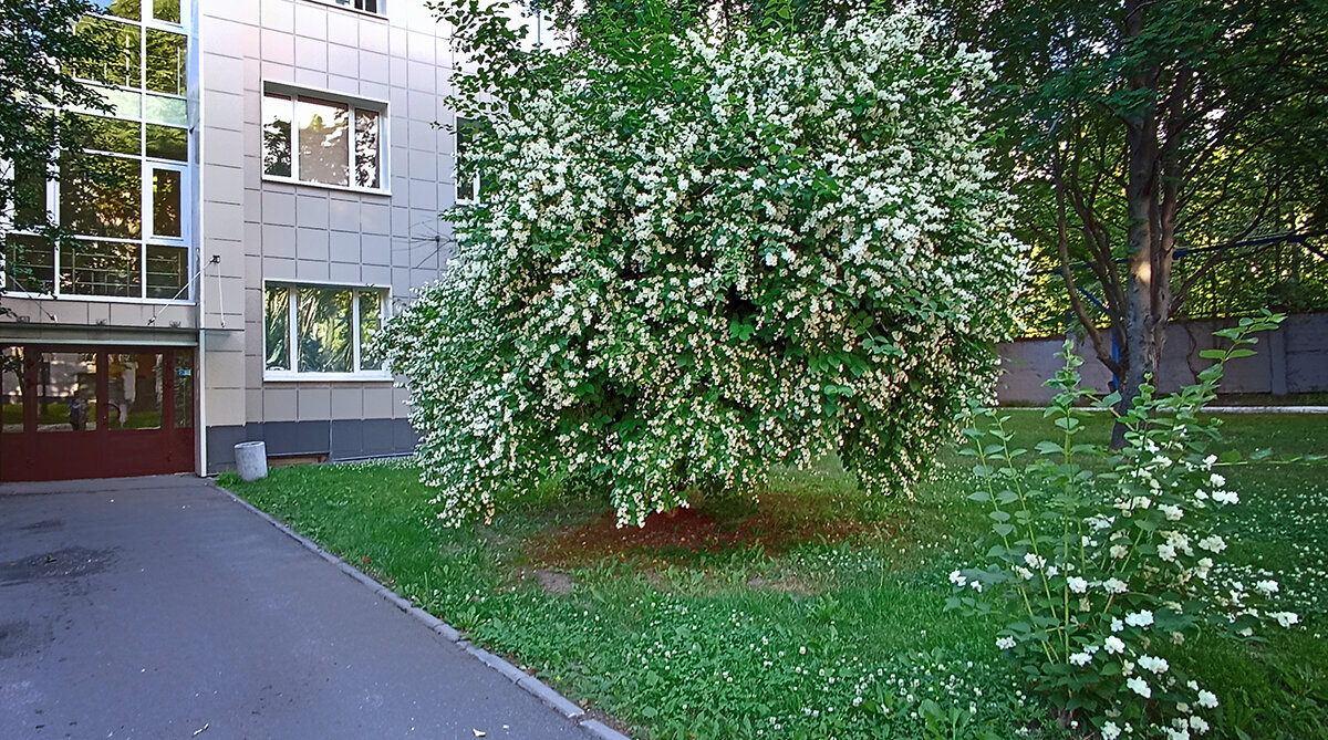 Цветущий куст жасмина на территории больницы Святого Луки Крымского.удалитьредактировать - Лилия * Цветущий куст жасмина на территории больницы Святого Луки Крымского.удалитьредактировать - Лилия *