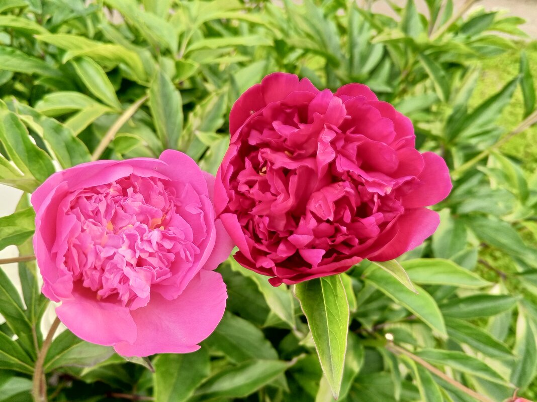 Пионы - Сапсан 