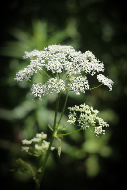 Июль. Всё цветёт - Наталья Герасимова