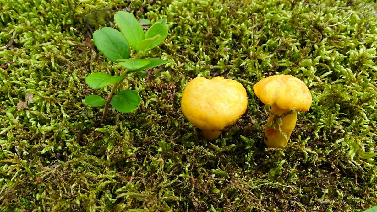 О грибах (лисички). - Милешкин Владимир Алексеевич О грибах (лисички). - Милешкин Владимир Алексеевич